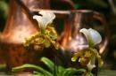 orchidees senat 030 * 4368 x 2912 * (4.28MB)